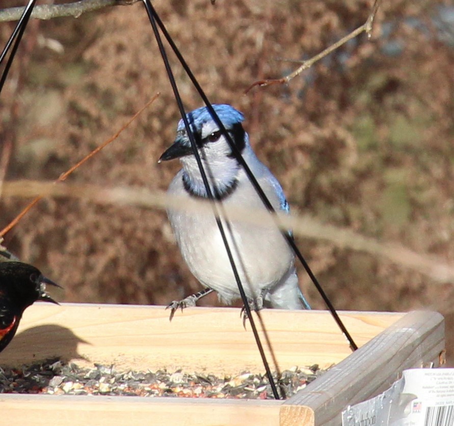 Blue Jay - ML646009046