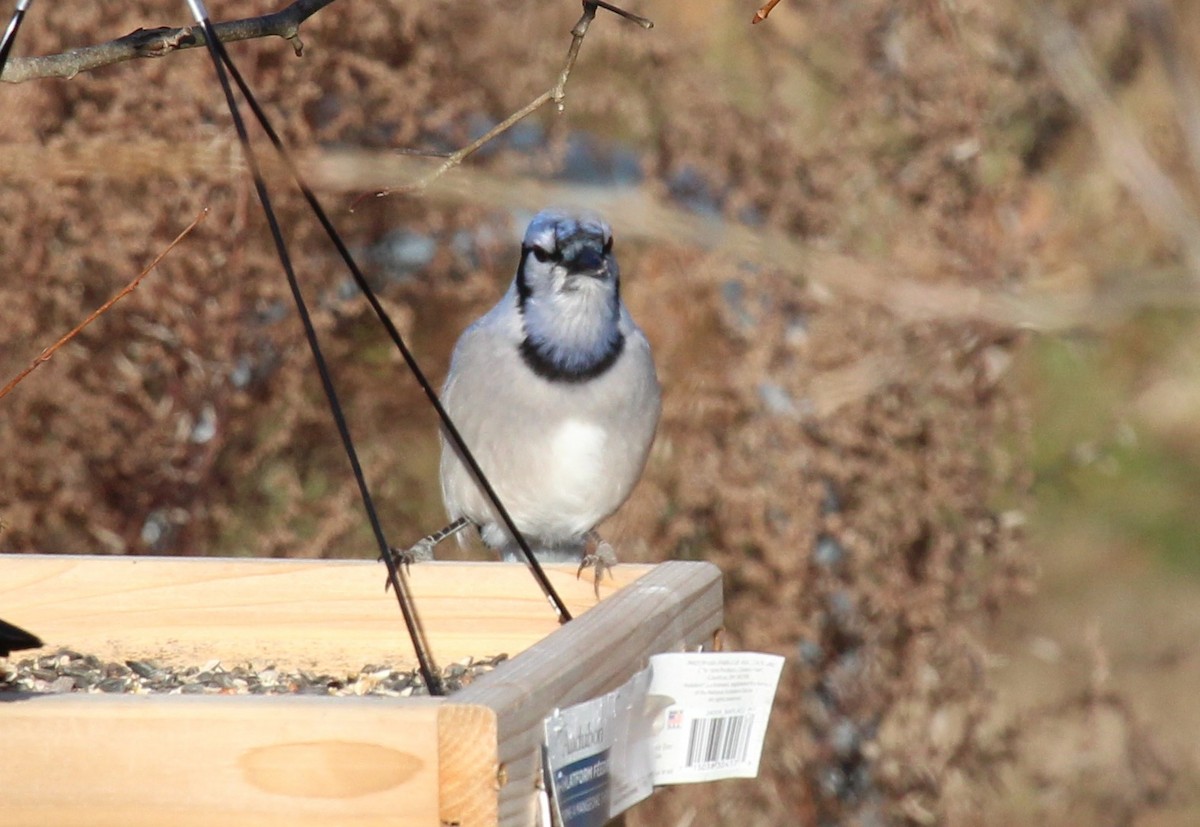 Blue Jay - ML646009047