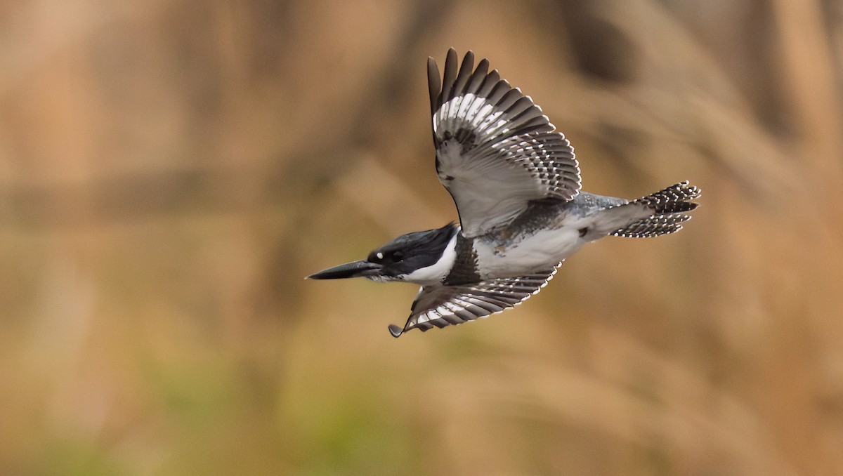 Belted Kingfisher - ML646009052