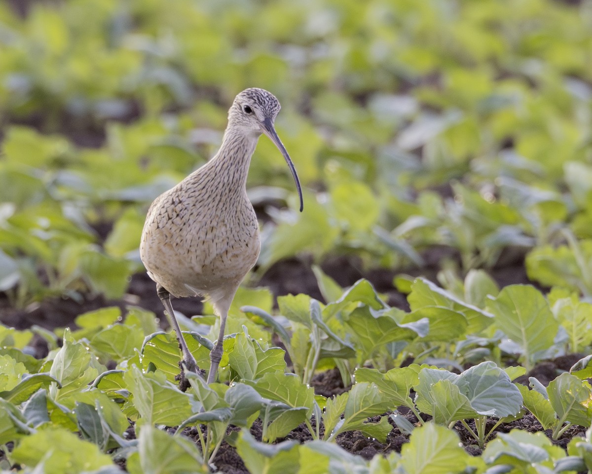 Long-billed Curlew - ML646009062