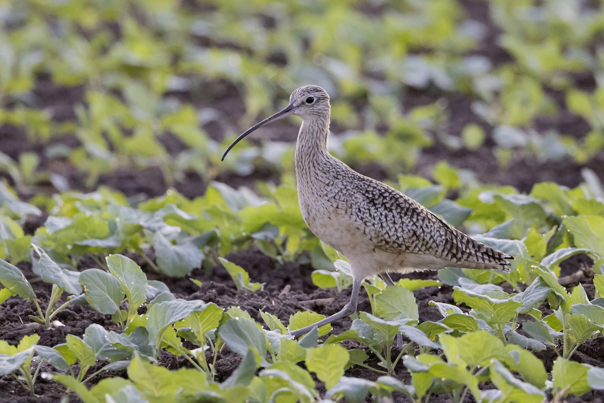 Long-billed Curlew - ML646009065