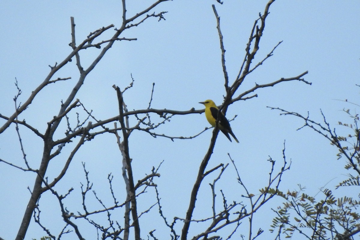 Eurasian Golden Oriole - ML646009071