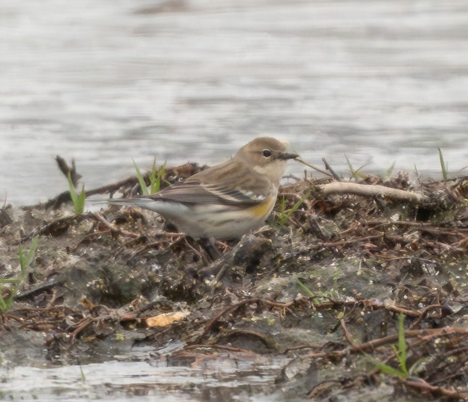 Yellow-rumped Warbler - ML646009073