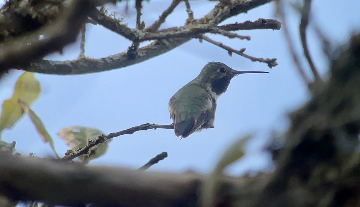 Broad-tailed Hummingbird - ML646009074