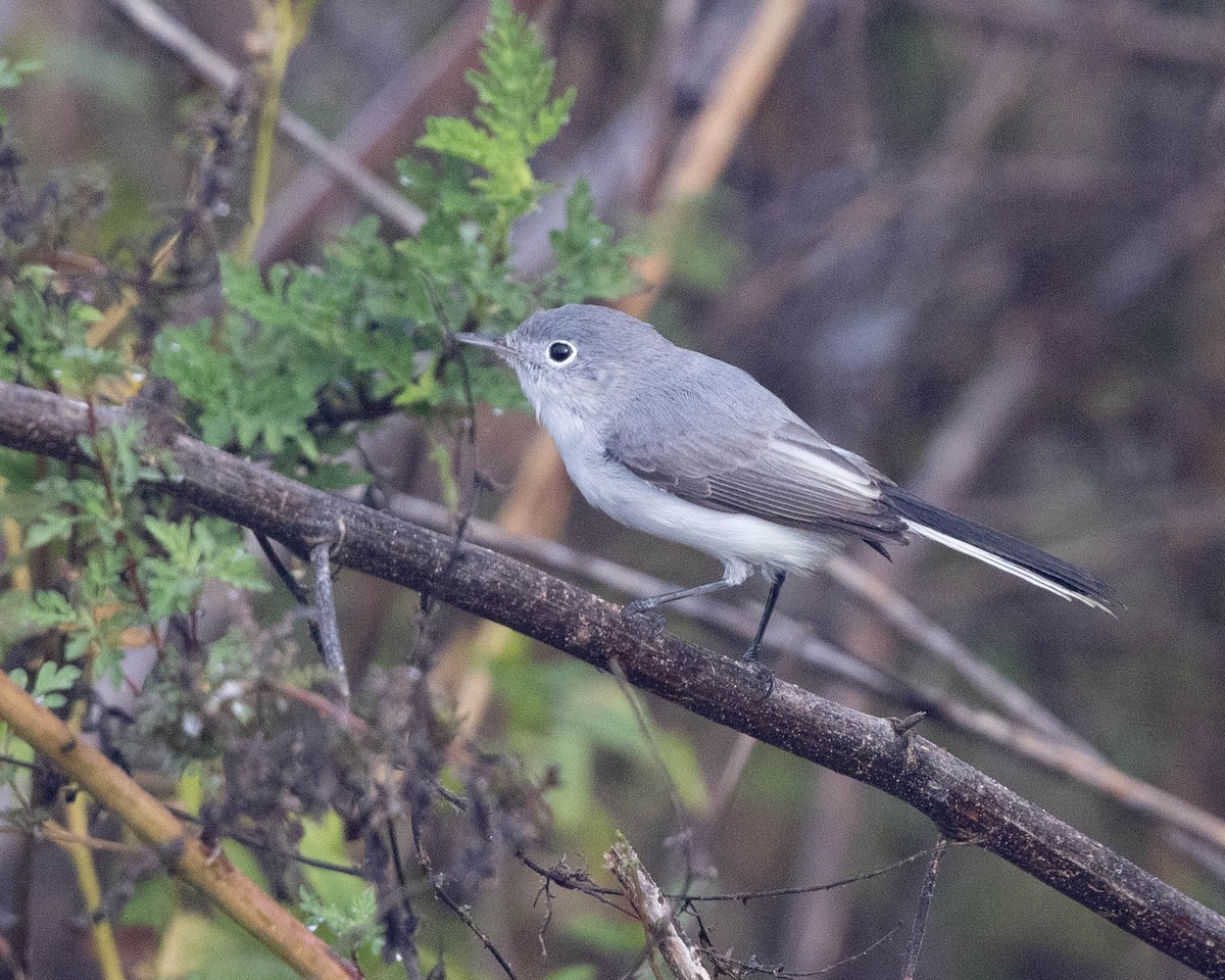 Голубая комароловка - ML646009082