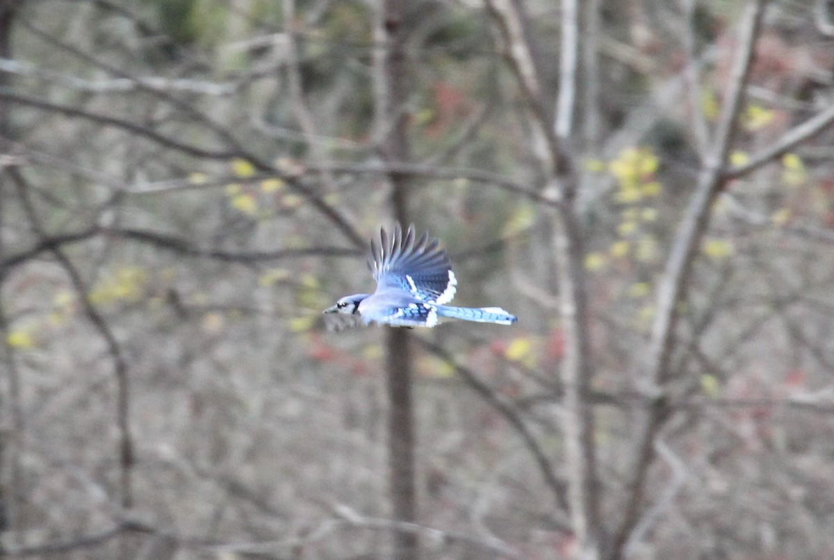 Blue Jay - ML646009085