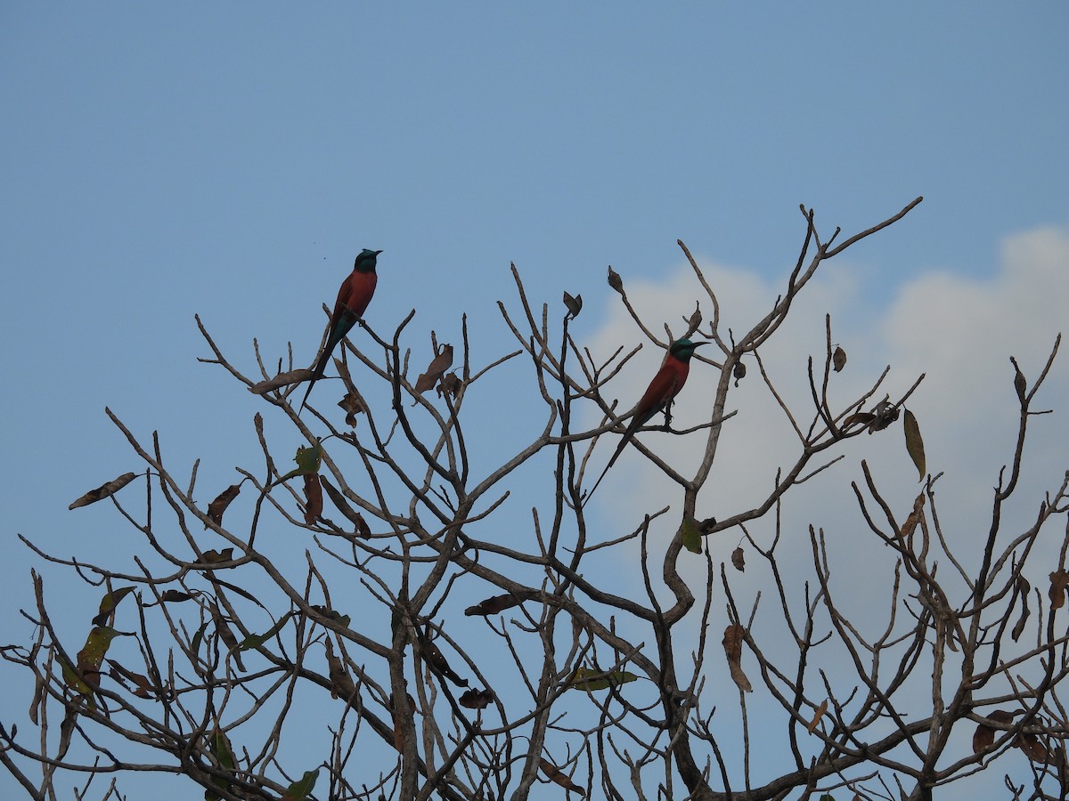 שרקרק ורוד - ML646009094