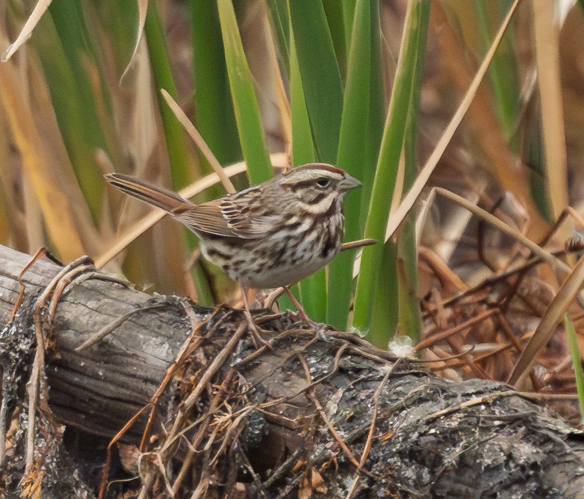 Song Sparrow - ML646009097