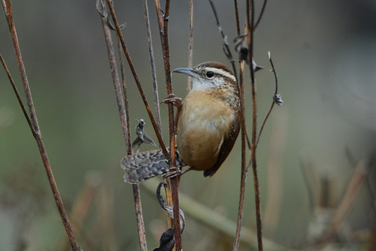 Carolina Wren - ML646009106