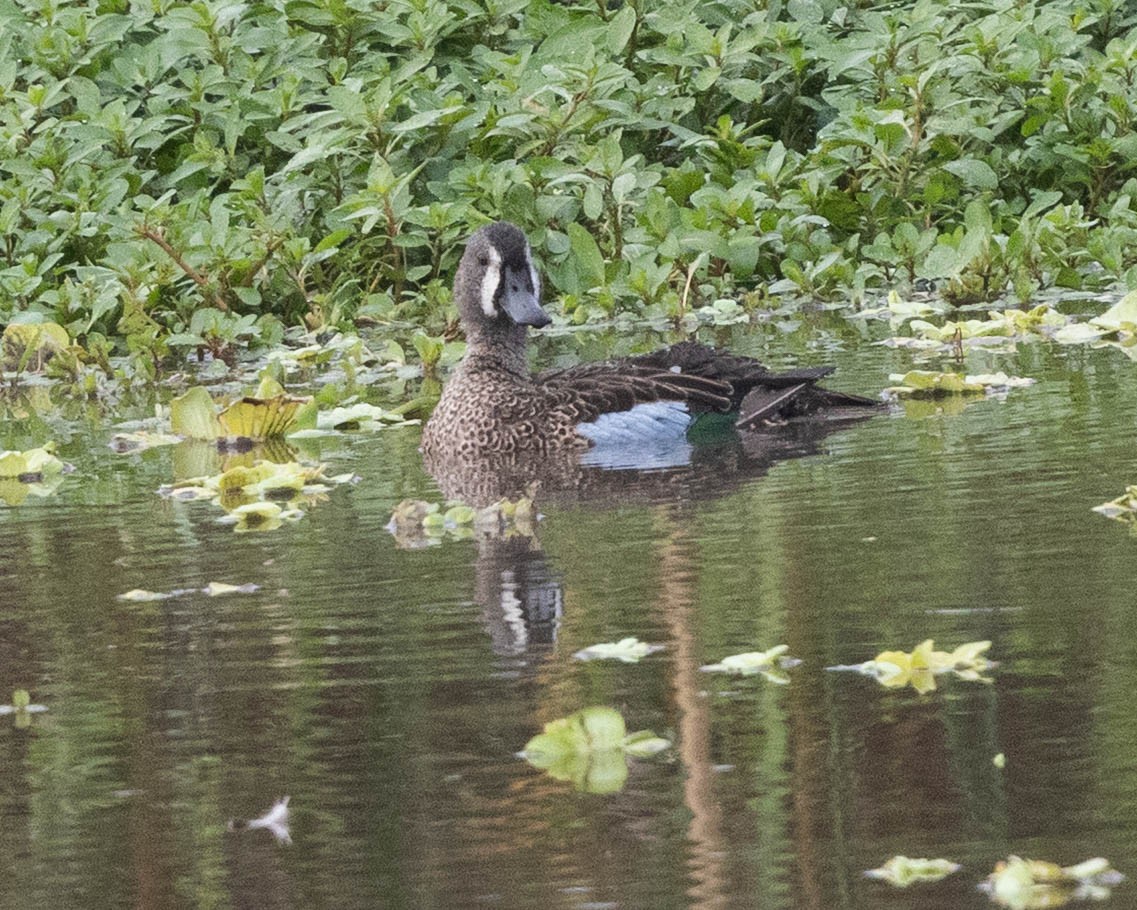 čírka modrokřídlá - ML646009114