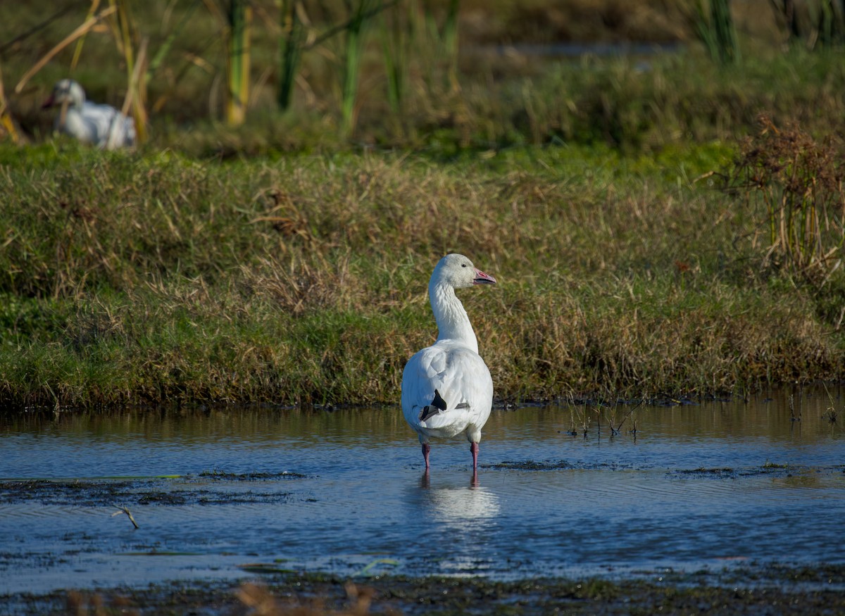 Snow Goose - ML646009122