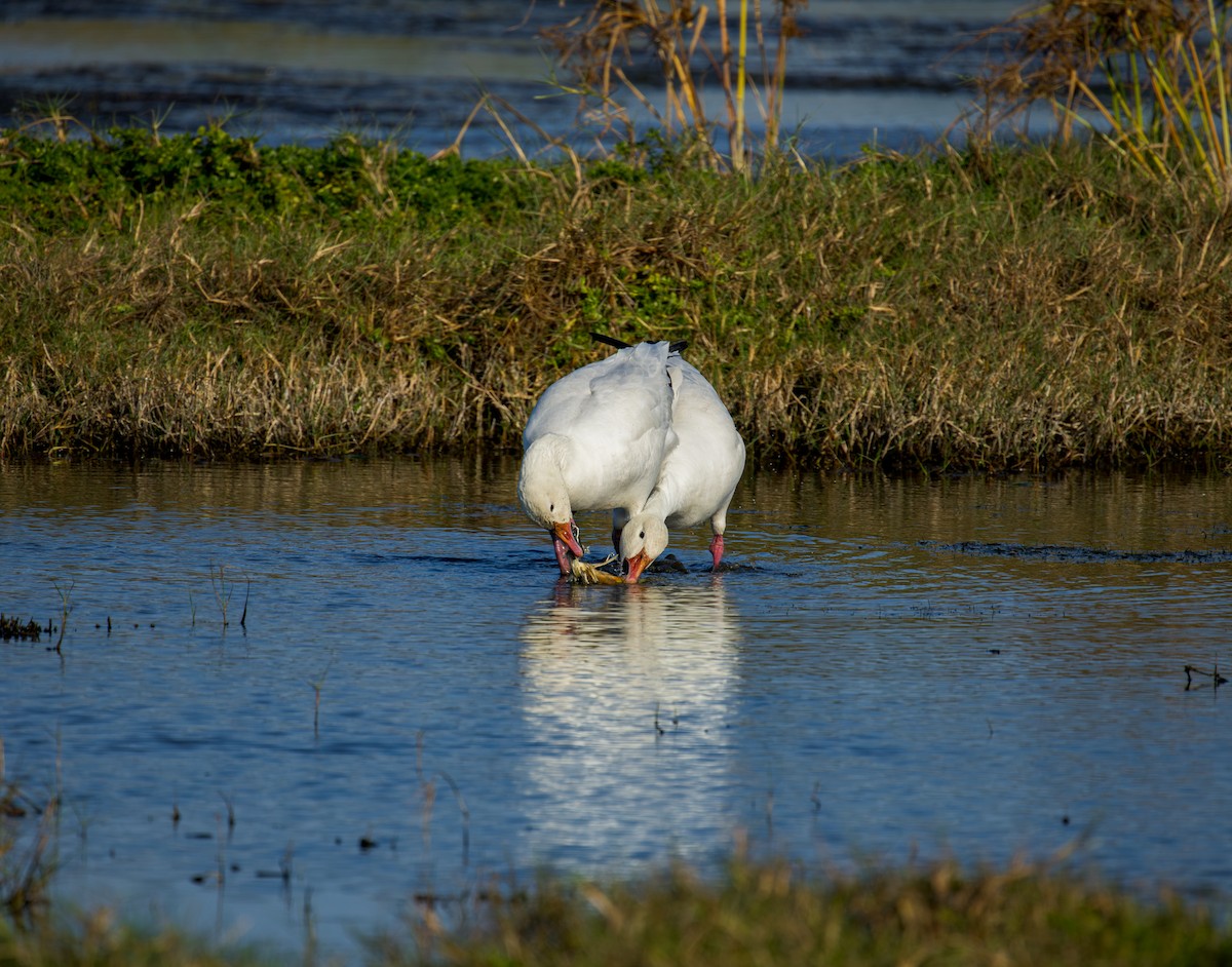 Snow Goose - ML646009123
