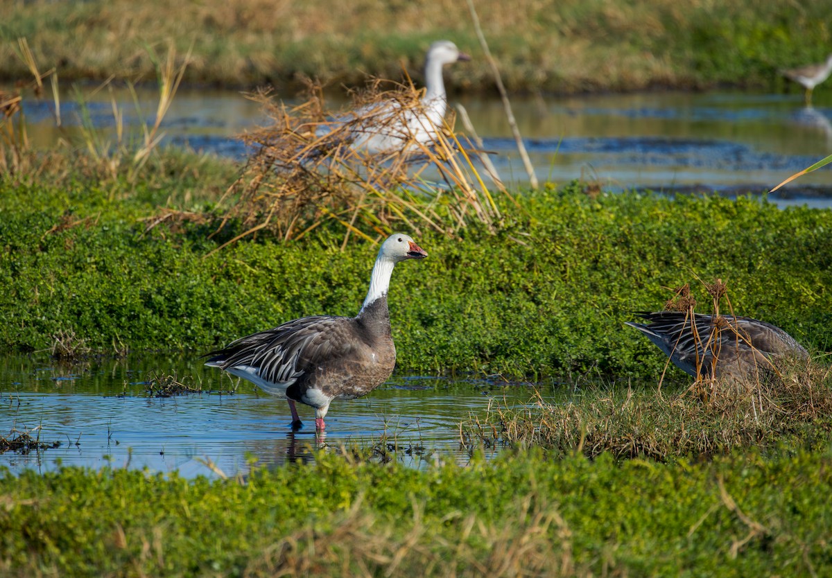 Snow Goose - ML646009124