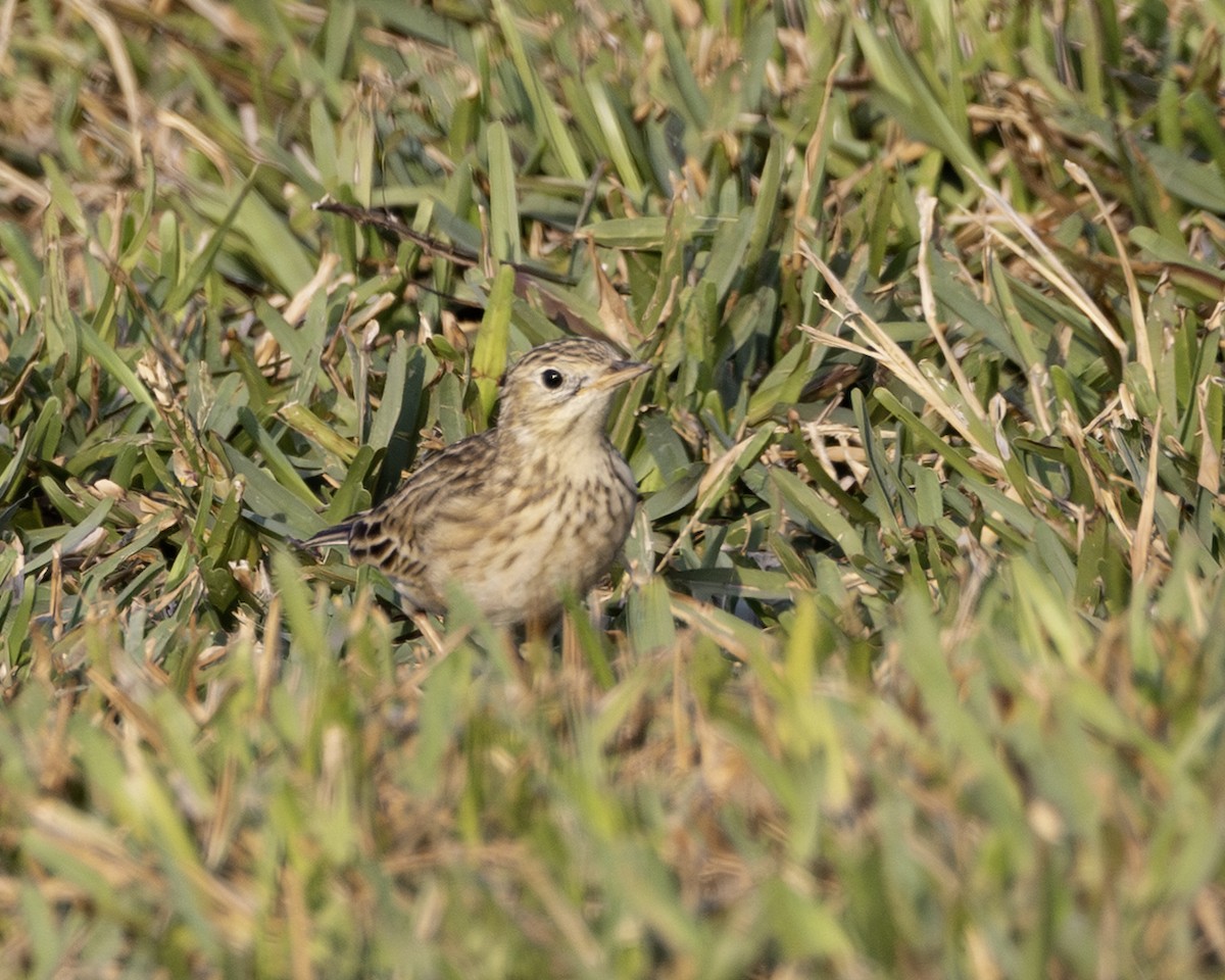 Sprague's Pipit - ML646009126