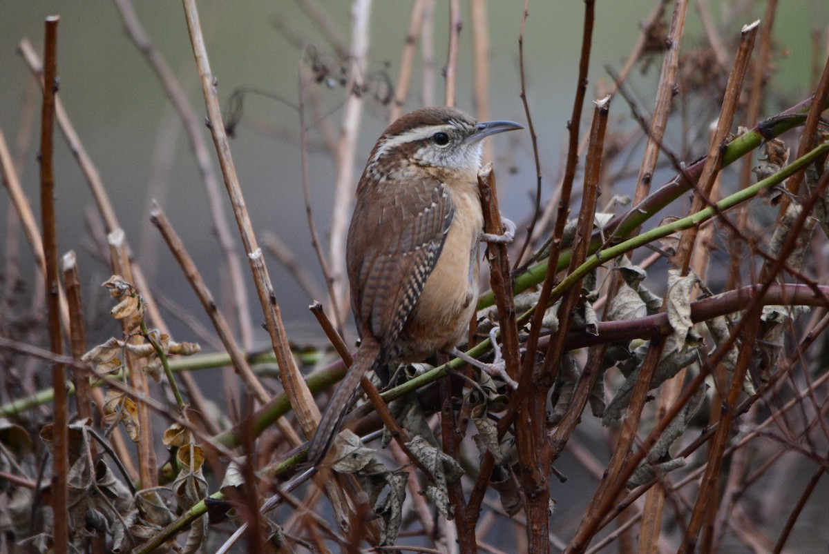 Carolina Wren - ML646009129