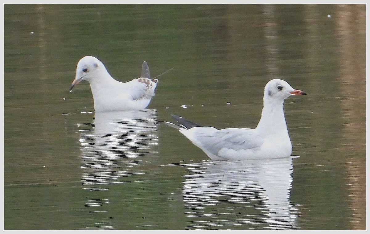 紅嘴鷗 - ML646009133