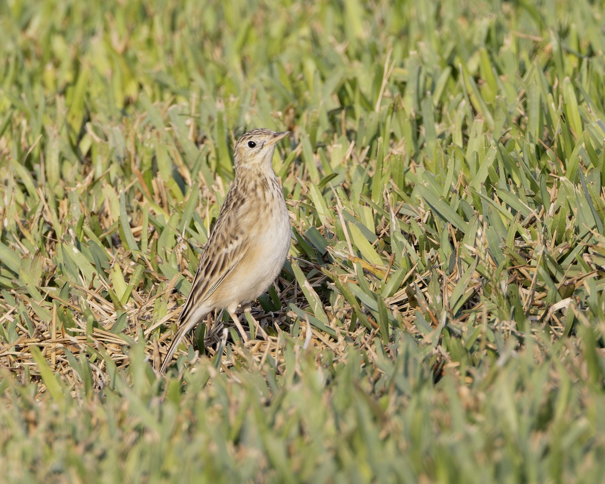 Sprague's Pipit - ML646009136
