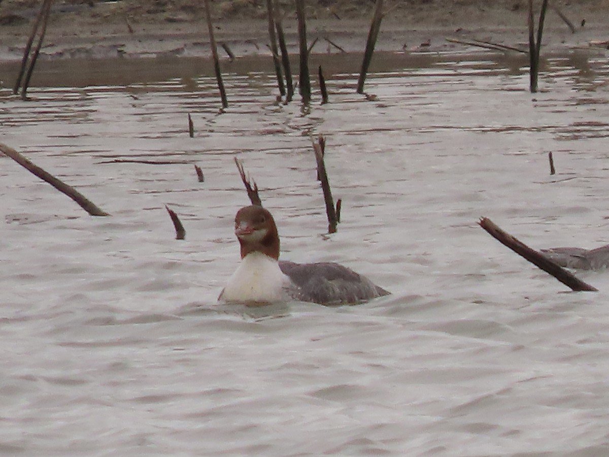 Common Merganser - ML646009144