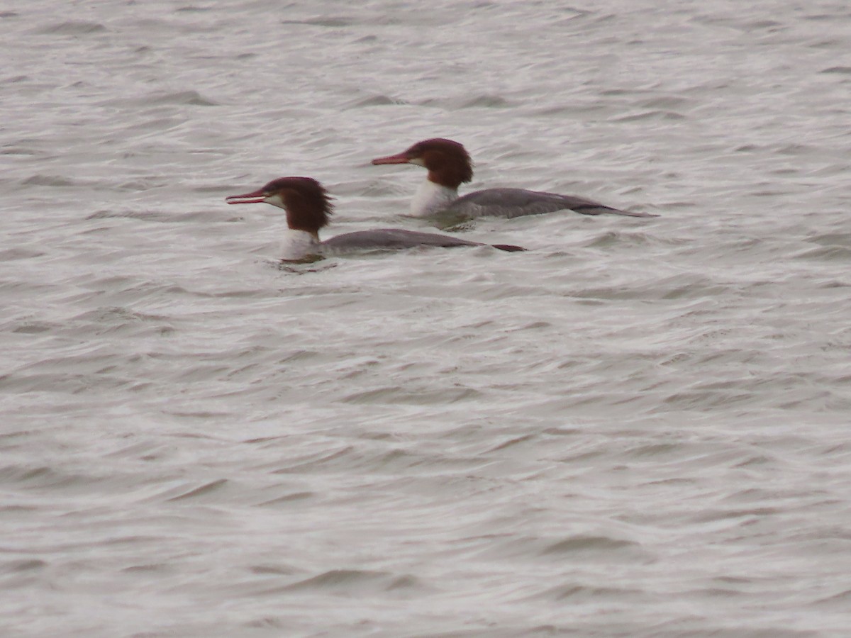 Common Merganser - ML646009149