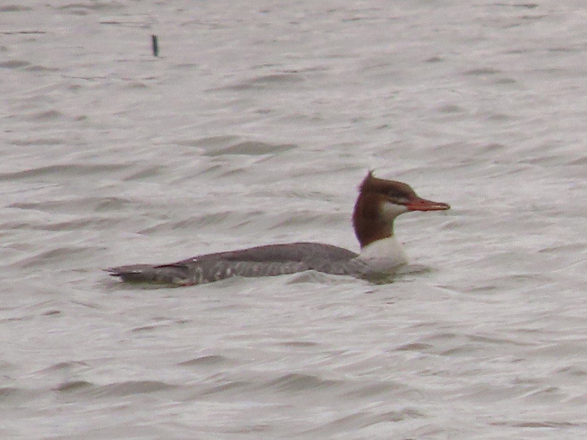 Common Merganser - ML646009151