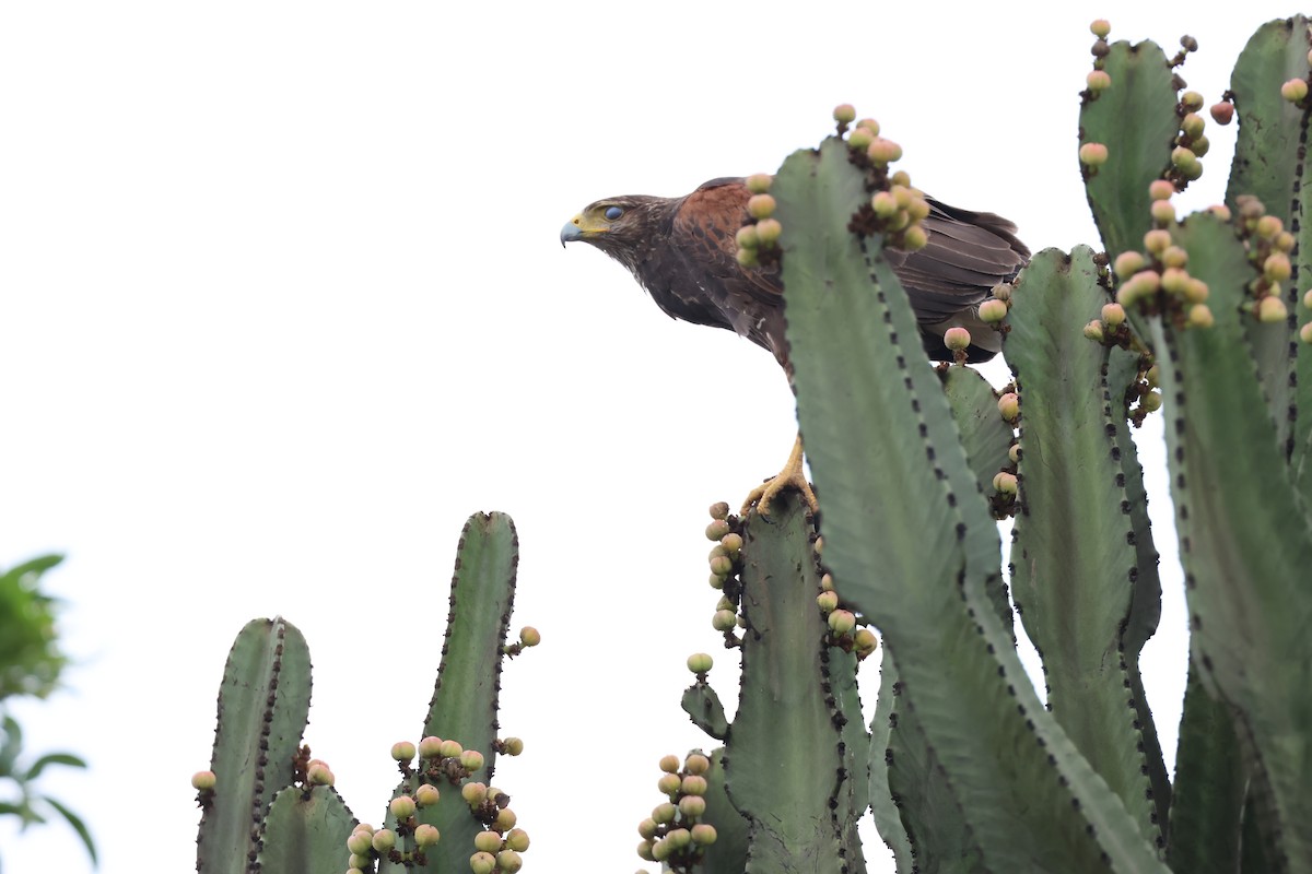 Harris's Hawk - ML646009153