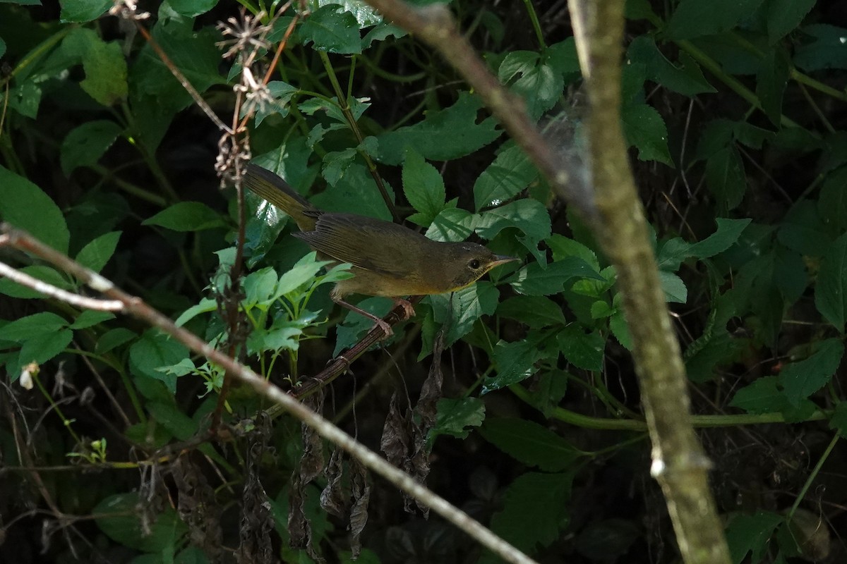 Common Yellowthroat - ML646009155