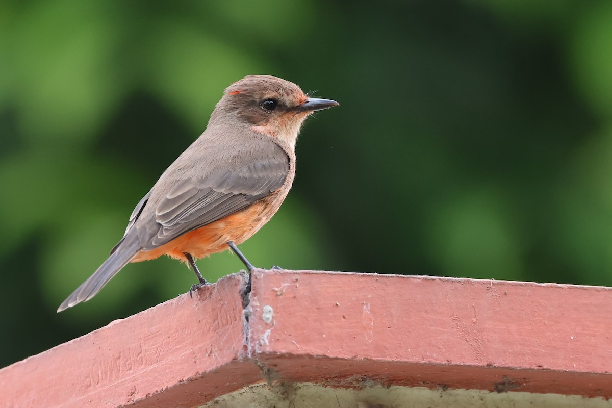 Vermilion Flycatcher - ML646009161