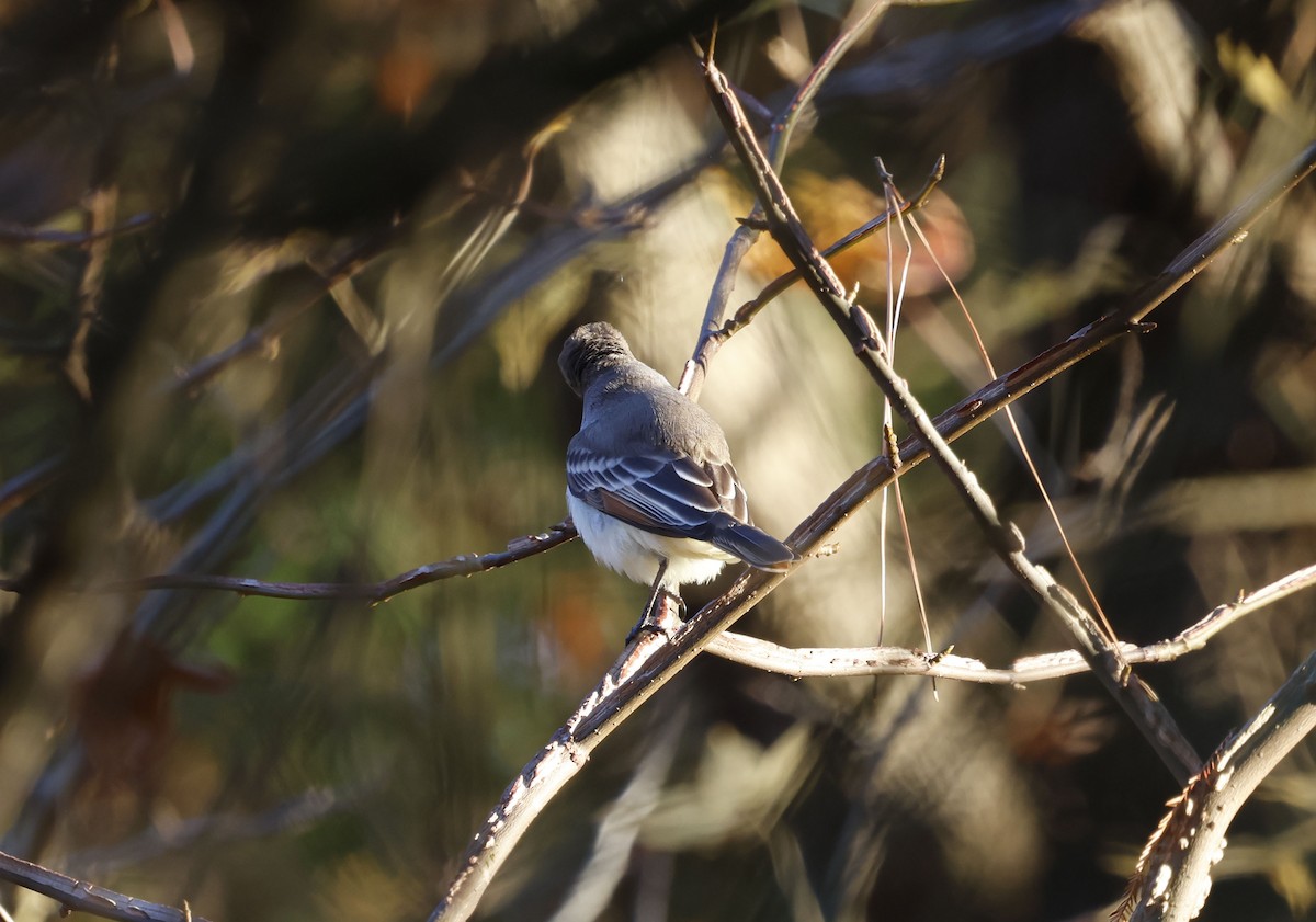 Ash-throated Flycatcher - ML646009176
