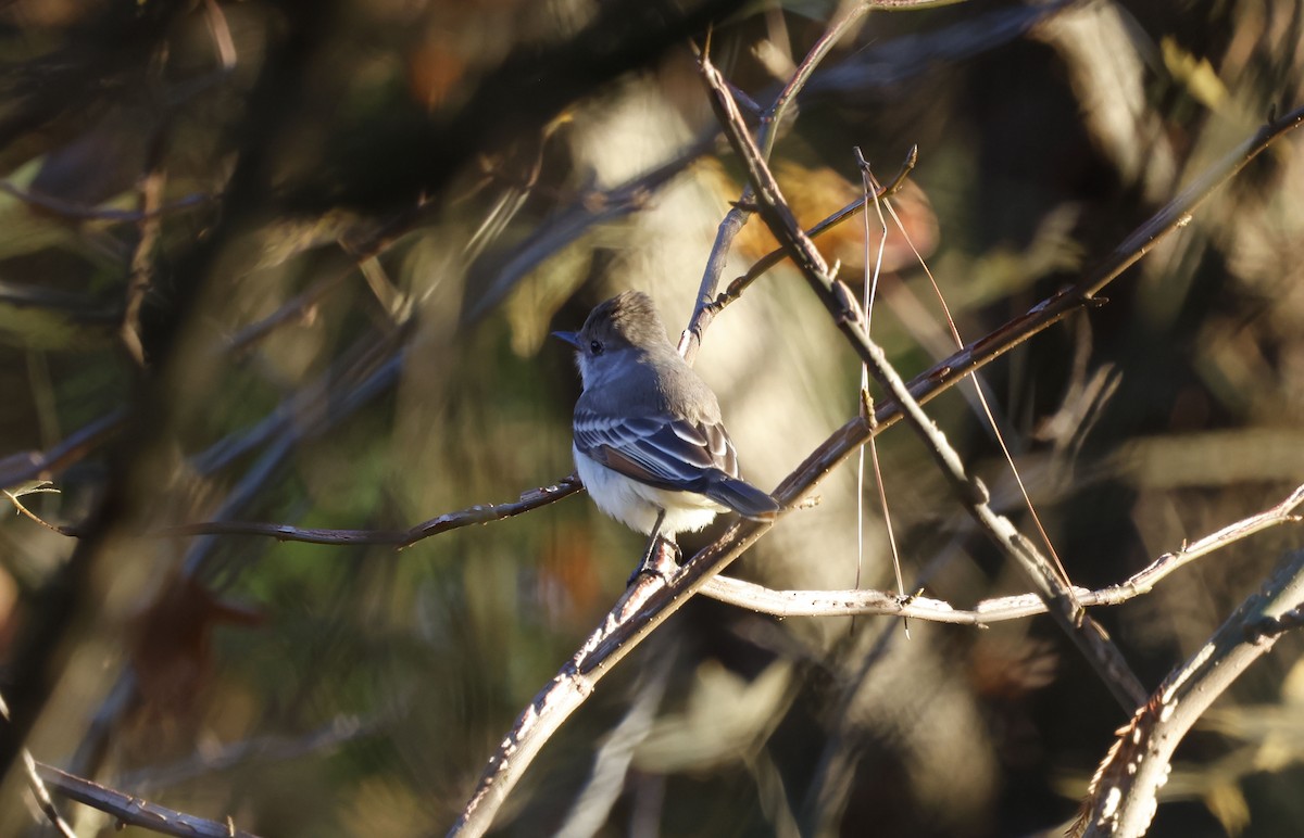 Ash-throated Flycatcher - ML646009177