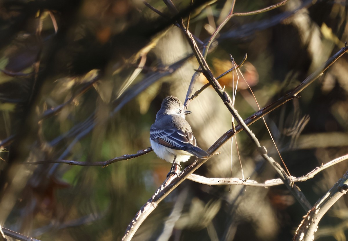 Ash-throated Flycatcher - ML646009178
