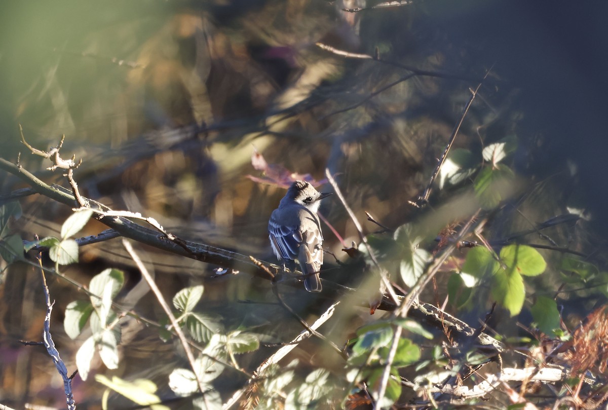 Ash-throated Flycatcher - ML646009179