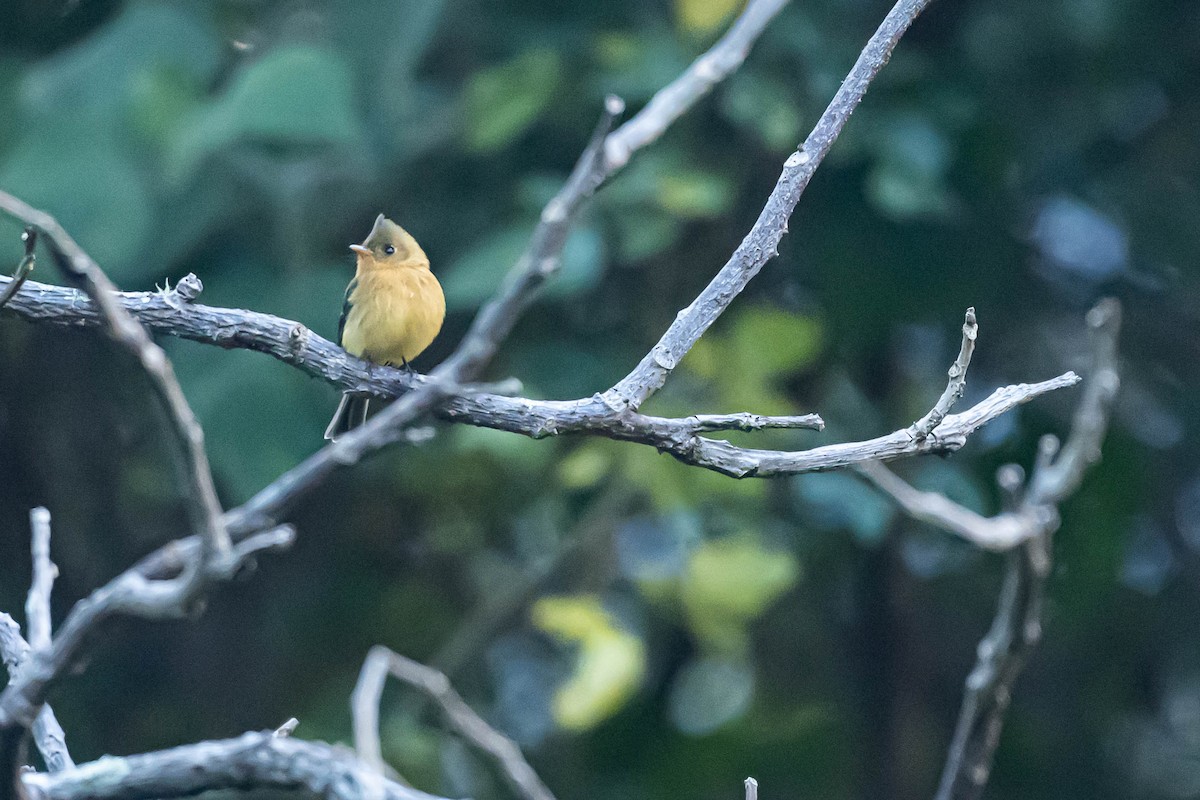 Tufted Flycatcher - ML646009181