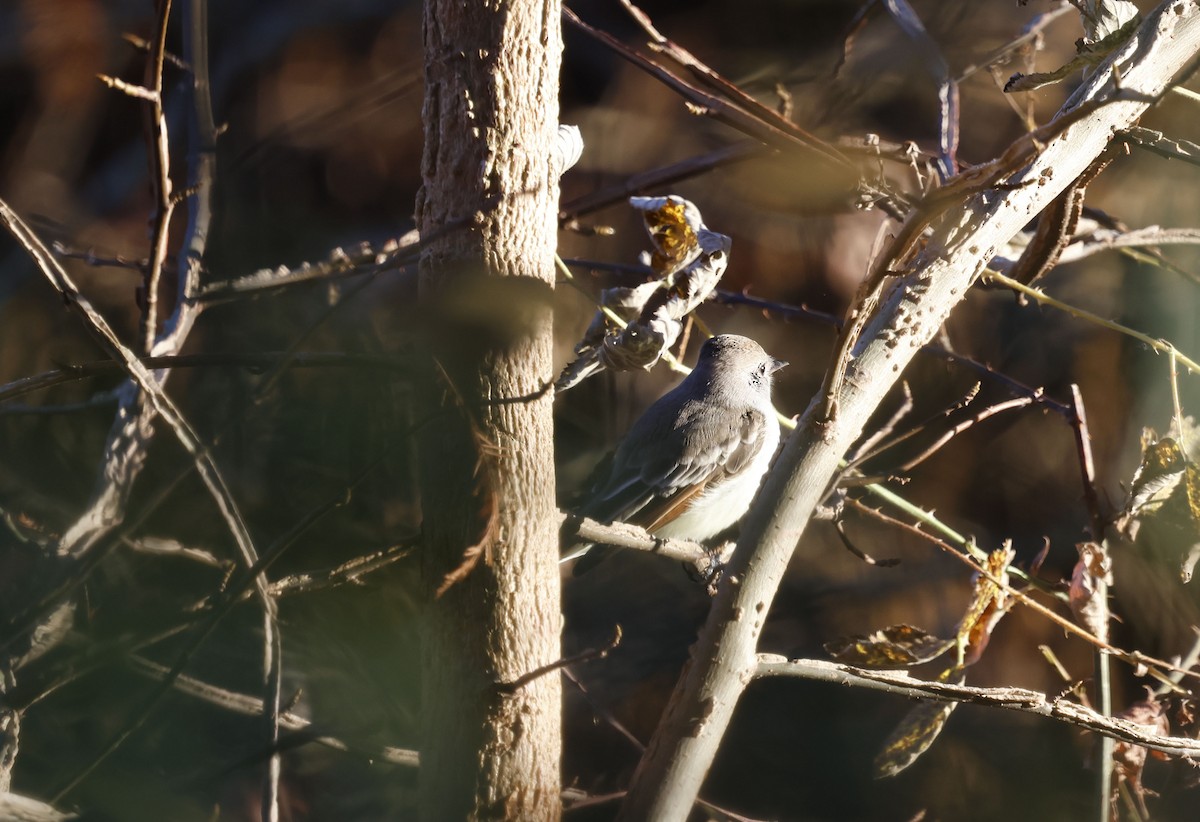 Ash-throated Flycatcher - ML646009182