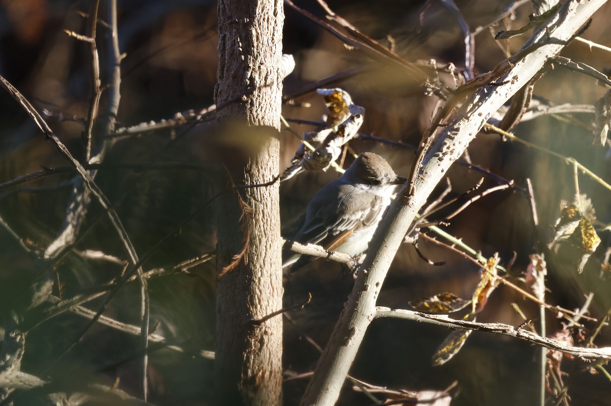 Ash-throated Flycatcher - ML646009183