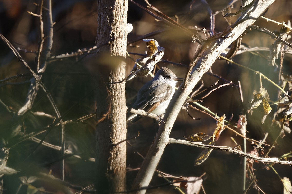Ash-throated Flycatcher - ML646009184