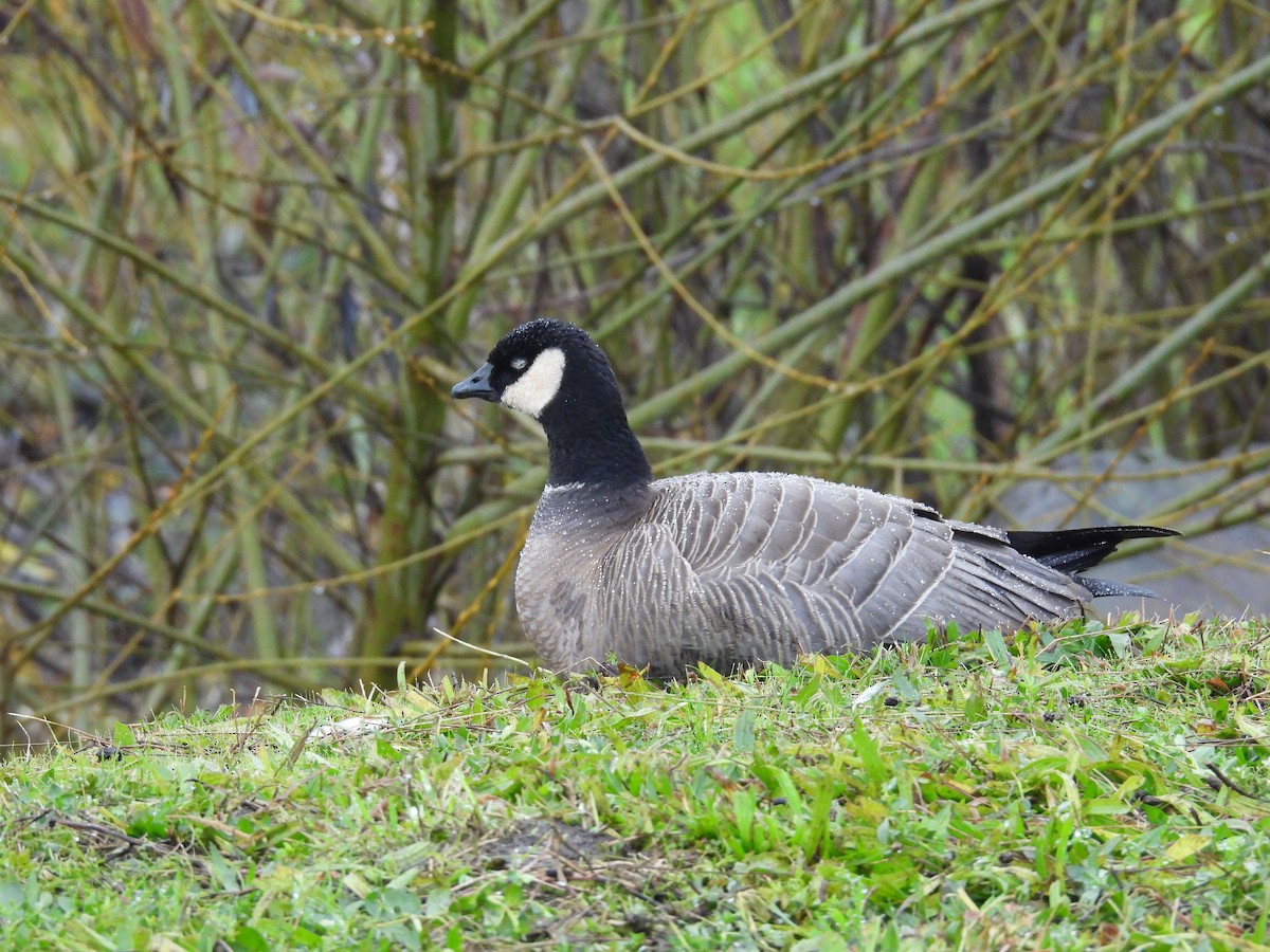 Branta kanadar txikia - ML646009186