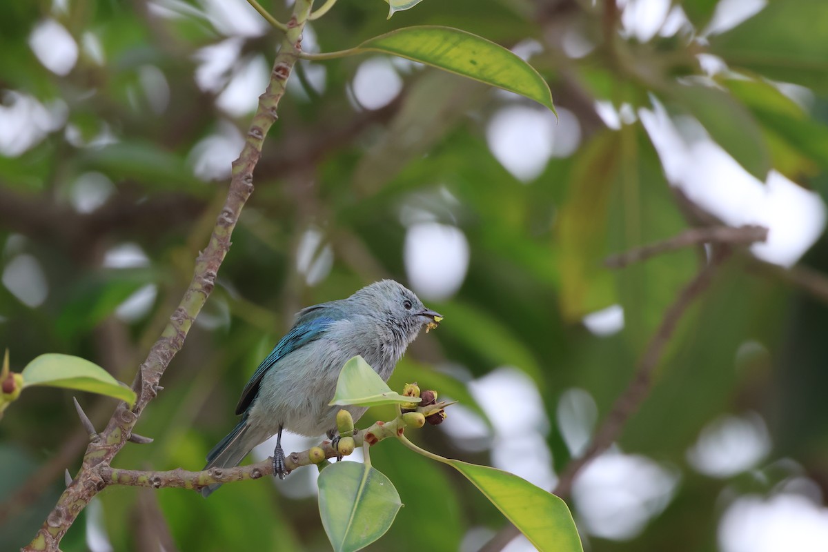 Blue-gray Tanager - ML646009187