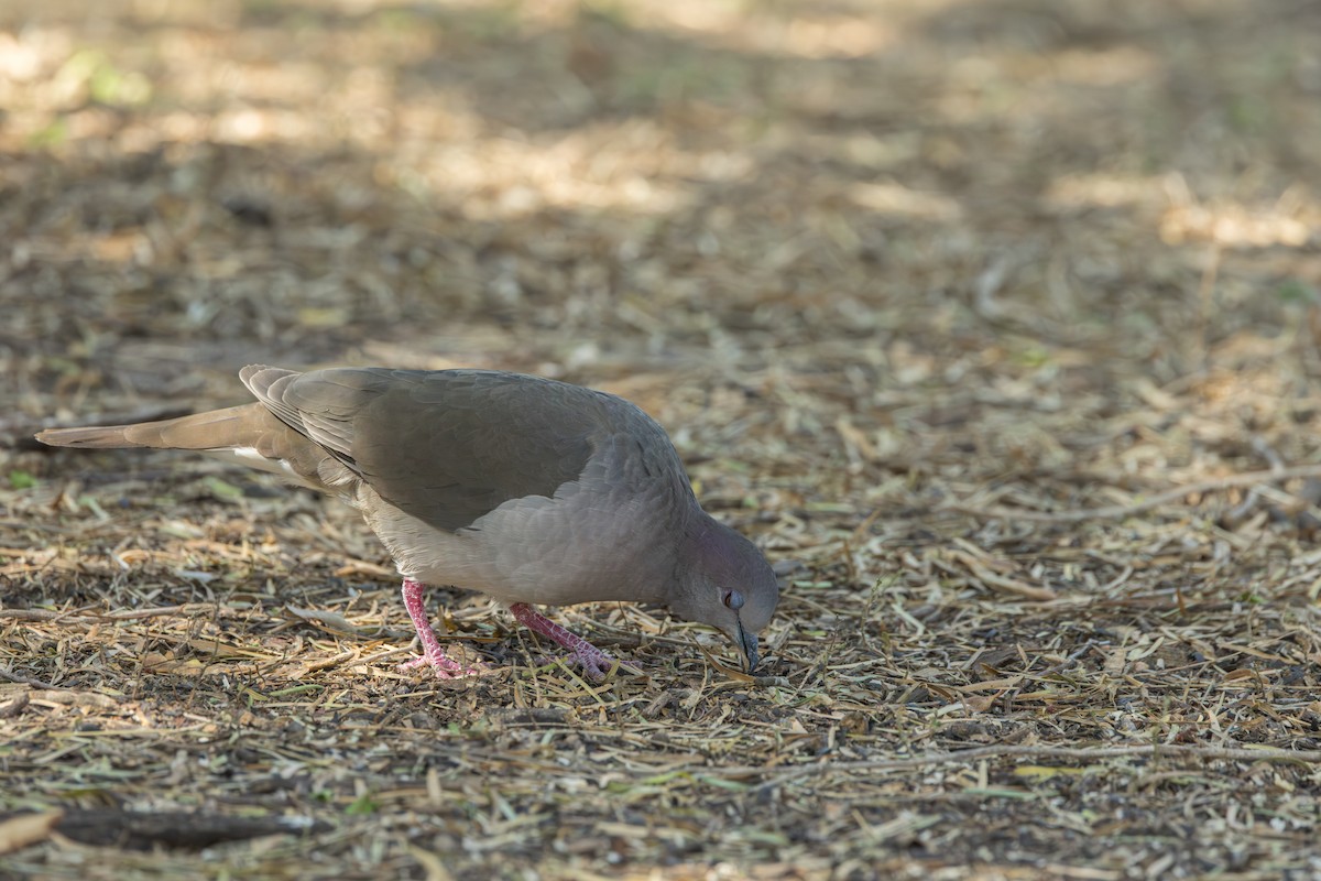 White-tipped Dove - ML646009190