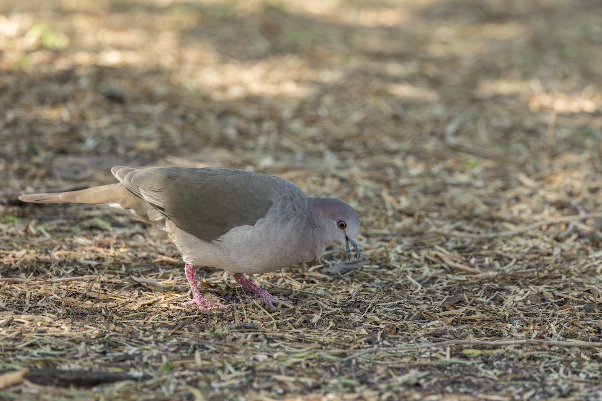 White-tipped Dove - ML646009191