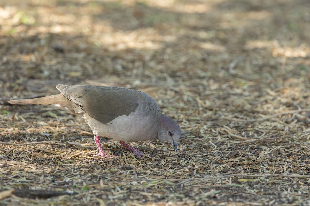 White-tipped Dove - ML646009192