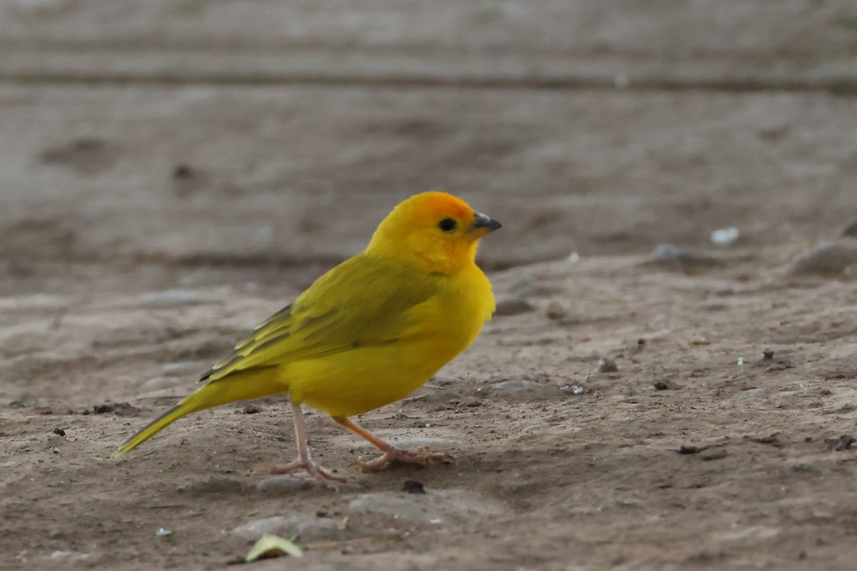 Saffron Finch - ML646009194