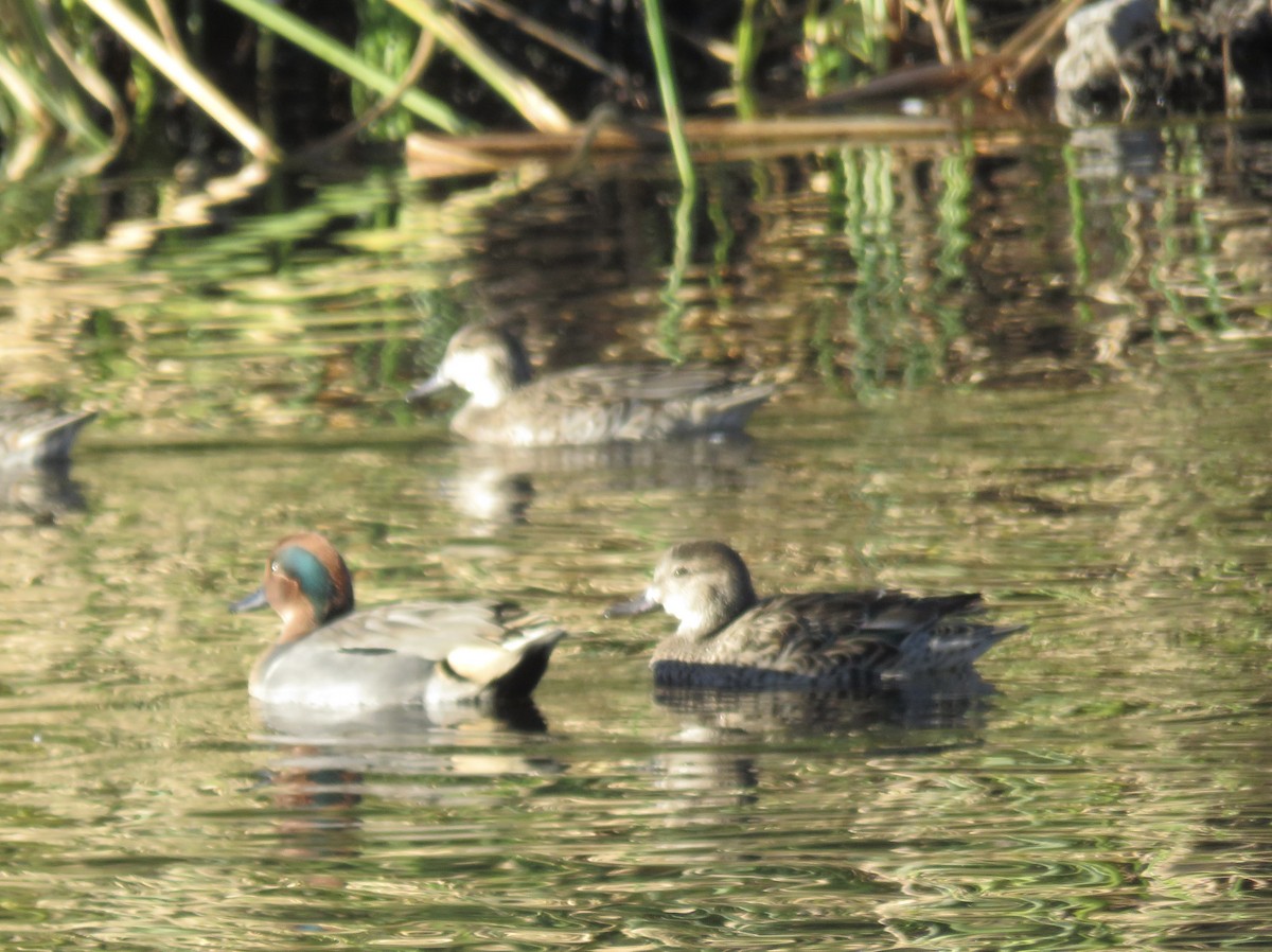 Zertzeta arrunta - ML646009195