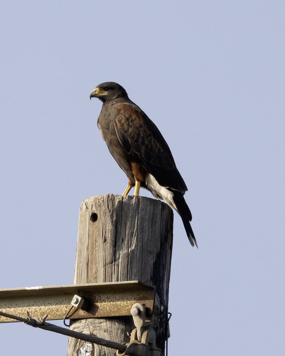 Harris zapelatza - ML646009196