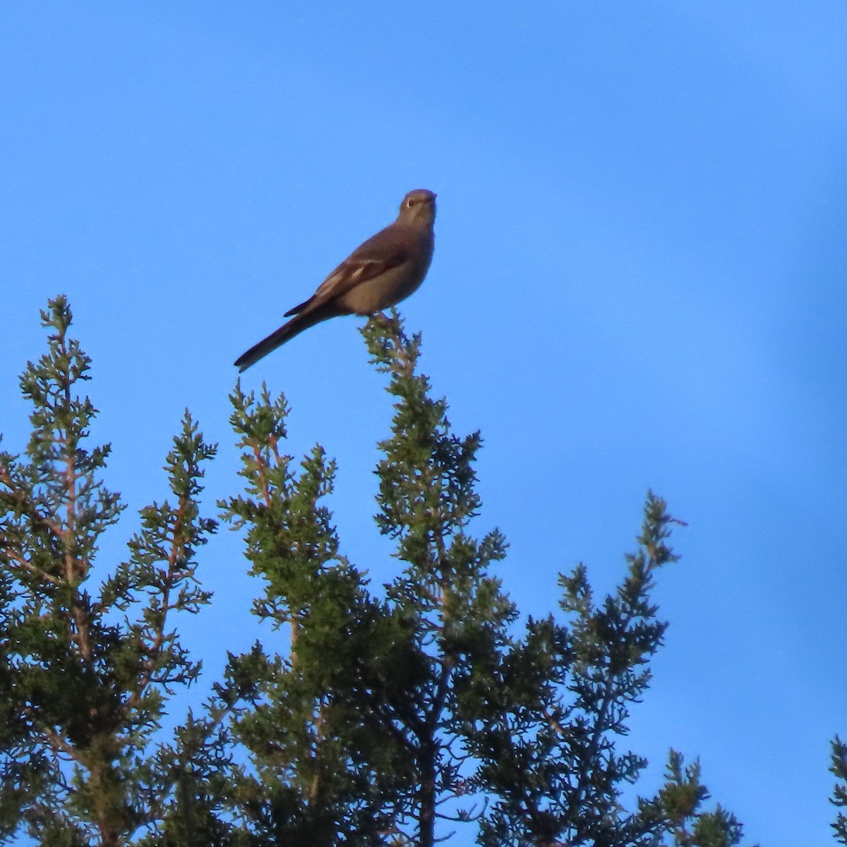 Townsend's Solitaire - ML646009197