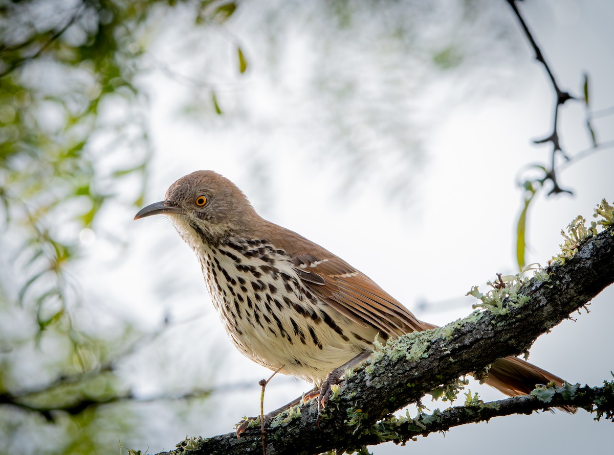 Long-billed Thrasher - ML646009198