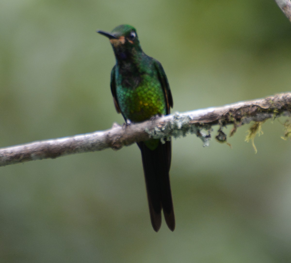 Empress Brilliant - ML646009199