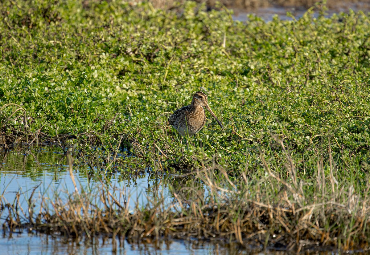 Wilson istingorra - ML646009200