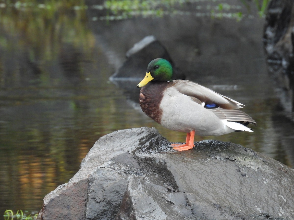 Basahatea - ML646009202