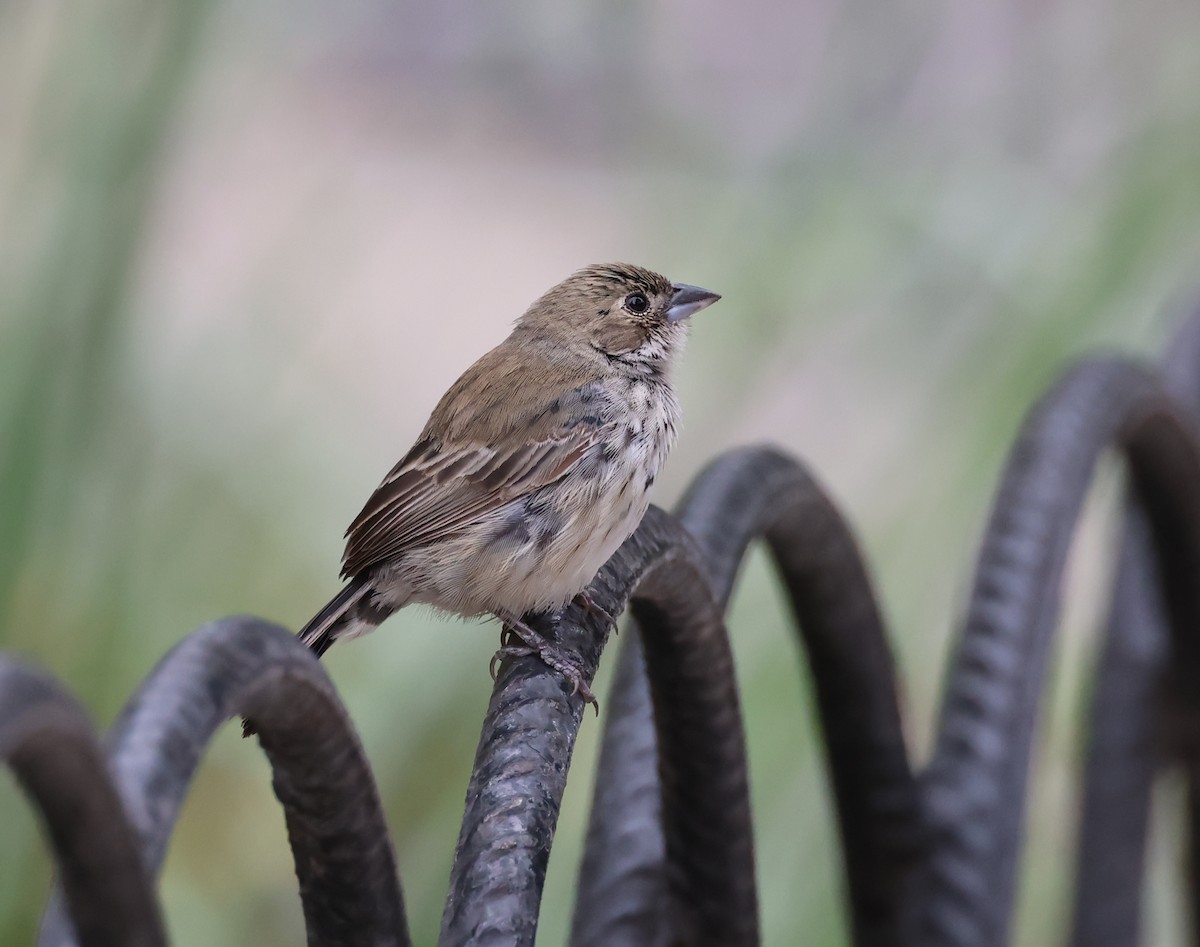 Blue-black Grassquit - ML646009203