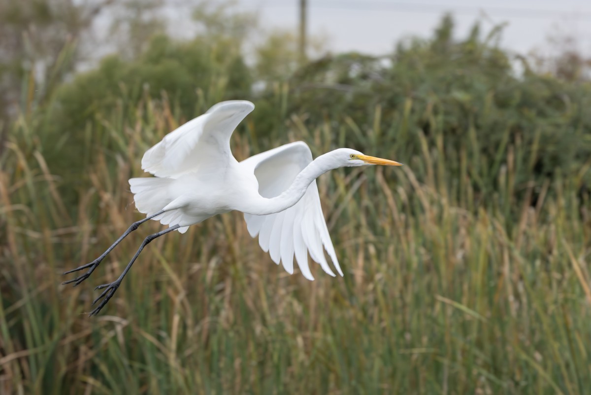 Koartza zuria - ML646009205